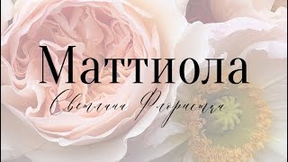 Маттиола. Уход. Стойкость #цветы #flower #маттиола #флорист