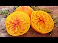 bigest tomatoes from tomatoeden