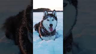 Не любить их невозможно. Сибирский хаски.