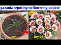 How To Grow Gazania Flower Plant | Winter Flowers | Gardening 4u