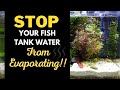 STOP Fish Tank Water Evaporation: Top 6 Reasons & Solutions Explained!