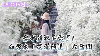 台中新社下雪了！白雪木「花瀑隧道」大盛開　漫步鳥語花香太夢幻｜ETtoday旅遊雲