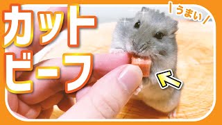 タンパク質を食べるとハムスターはこんな反応する！？【りんた布とすこぽ】