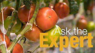 Ask the Expert, episode 2: Let's Talk Tomatoes (with Dr. Lewis Jett)