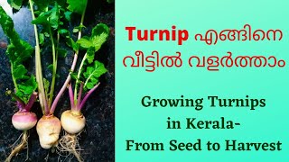 Turnip എങ്ങിനെ വീട്ടിൽ കണ്ടെയ്നറുകളിൽ വളർത്താം| How to grow Turnips in containers