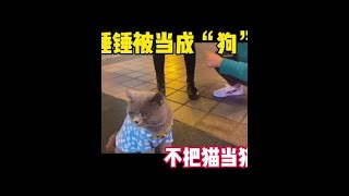 每次出去就是狗啊猪啊玩具啊还有说电动的...#猫咪的日常 #铲屎官日常 #猫生气了怎么哄