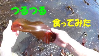 【海藻シリーズ】名前の通りツルツルした海藻食ってみた