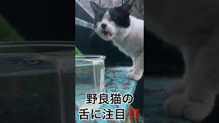 ‼️こんな舌、見たことない‼️