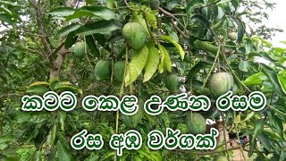 රසම රස අඹ  මේ අඹ මොනවාද ?Mango