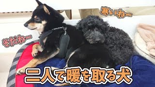 二人で暖を取る犬 【ひみつきちなう！②】2019年4月10日