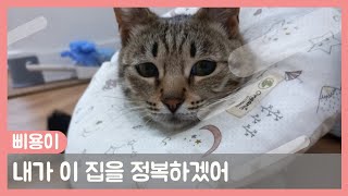 삐용이는 알고보니 냥아치 였어요 집에 모든것이 제껏인  냥