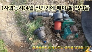 (사과농사)4월 전반기에 해야 할 간단한 작업 소개