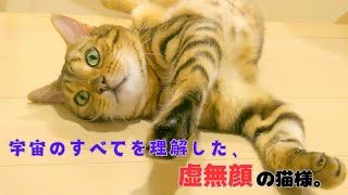 宇宙のすべてを理解した、虚無顔の猫様。