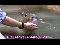 カピバラ （moffららぽーと愛知東郷篇）カピバラのボディガード