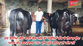 1-8- 2022 ਮੂੰਹੋ ਕਹਿਣ ਦੀ ਗੱਲ ਨੀ ਝੋਟੀਆ 20+ ਆਲੀਆ ਨੇ ਬਾਈ ਕੋਲ #top #buffelo #murrah #best #sale #quality