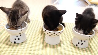 みんなで仲良くご飯タイムの子猫たち【赤ちゃん猫　保護猫】