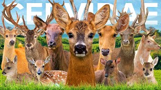 All 60 Deer Species (Organised by Continent)