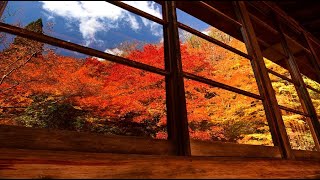 紅葉が真っ盛り大町市の霊松寺 2020・4K