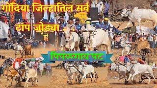 पिपंळगाव पट... गोंदिया जिल्हातिल सर्व टॉप जोड्या #bailgadasharyat #cow #patpratiyogita Pimpalgaon