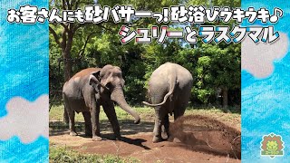 【よこはまズーラシア】お客さんにも砂バサーっ！砂浴びウキウキ♪インドゾウのシュリーとラスクマル＼9/27 朝10時からモーニングZOO LIVE！／