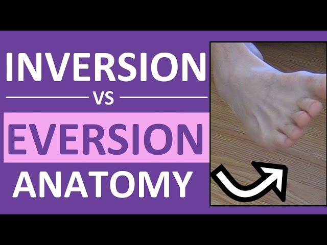 Inversion Anatomy Biomechanics Of The Foot Inversion And Eversion