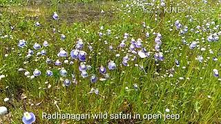 Radhanagari wild safari in open jeep