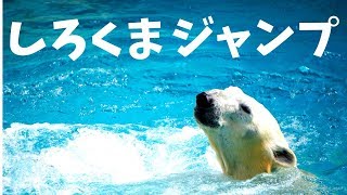 しろくまイッチャン、水中ジャンプ！in 大阪／Polar Bear jump in Osaka（天王寺動物園動画）