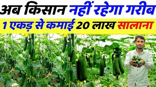 पॉलीहाउस के बारे में जानकारी | polyhouse farming in india | polyhouse farming in india profit