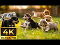 Dog TV - Happy Life Of Cute Dogs With Beautiful Nature  - Gentle Music, Calms The Nervous System