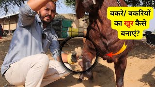 बकरे/ बकरियों के खुर कैसे बनाएं? Hooves trimming in goat farming| Bakri पालन