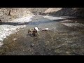 ボクサー犬流の川遊び