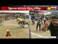 sankranti celebrations బరిలో దిగిన కొమ్ములు తిరిగిన పొట్టేళ్లు