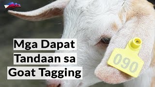 TIPS SA GOAT TAGGING | PART 1