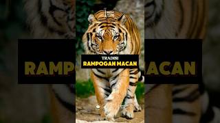 TRADISI RAMPOGAN MACAN  #napaktilas #sejarah #macan #tradisi #budaya #lokal #rampogan #shorts