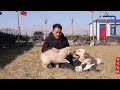 纠结～拉布拉多和金毛这两种狗该选哪个好呢？ hard to decide labrador or golden retriever