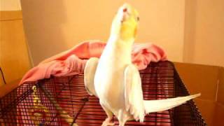 Charming - My cockatiel sings Mickey Mouse March