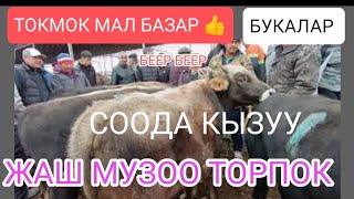 ЖАШ МУЗОО  КУНАЖЫН БУКАЛАР ТАРТЫЛГАН ВИДЕО ТОКМОК МАЛ БАЗАР 👍 13/10/24/ реклама учун 0707-388-350