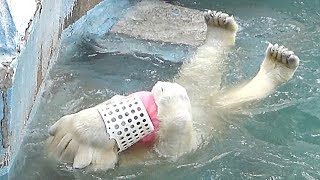 【シロクマの1分動画＃60】一つ忘れたのにパフォーマンスみせたシロクマのホウちゃん💗【天王寺動物園】