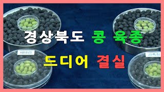 경상북도콩육종(새바람,경흑청) 드디어 결실