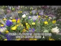 ubon yasumi in japan august 13 2022 fresh flowers all soul’s day japan summer holiday edna vlog