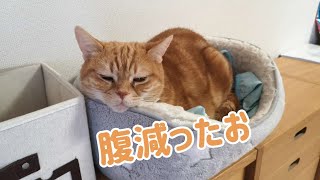 【保護猫】おきちゃんをまた病院に連れて行きました