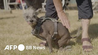 「世界一醜い犬コンテスト」開催 米国