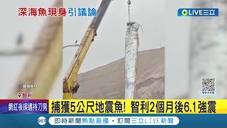 地牛翻身的前兆? 墨西哥漁民捕獲超大\