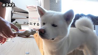 ほねみたいなやつを選ぶ【秋田犬もんたろう #292】Akita inu