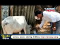 youth distributing cooked rice to animals amid lockdown at berhampur