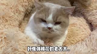 【黄桃不是猫】又是看不惯我家猫的一天