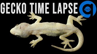 House Gecko (Lizard) Time Lapse - Rotting Time Lapse