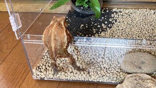 自分で帰るヒキガエル　Miyako toad returns home by herself