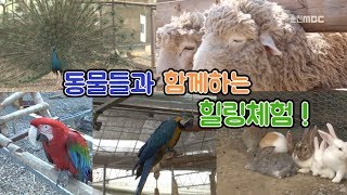 [라이프 매거진] 춘천에 왔으면 힐링해야지?? 동물들과 함께하는 힐링여행!