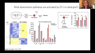 Talk: Endothelin-1 signaling maintains glial progenitor proliferation in the postnatal subventricul…